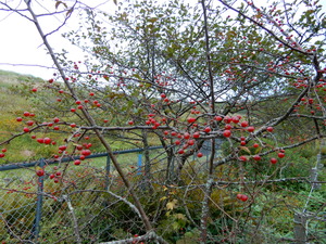 DSCN9358