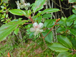 DSCN9796