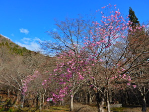 DSCN0049