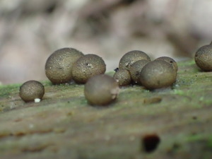 P6220186