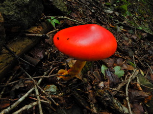 DSCN0853