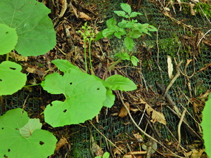 DSCN0243