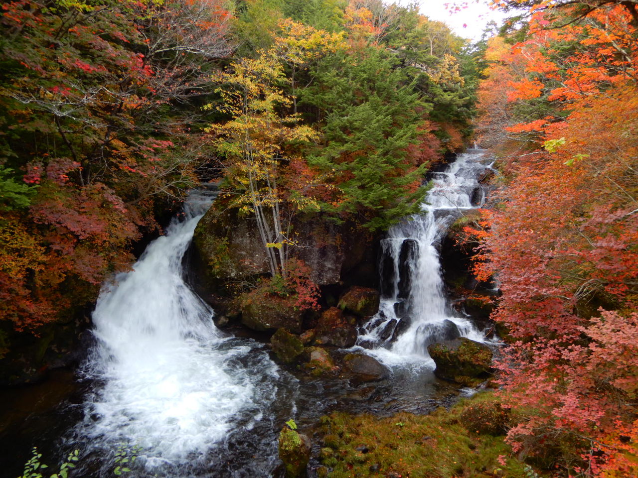 奥日光の紅葉がピークです 塩原温泉 彩つむぎ 女将の独り言