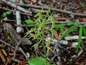 DSCN0736