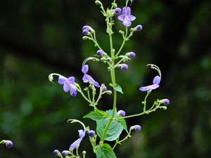 DSCN0221