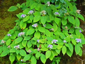 DSCN0138
