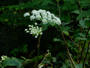 DSCN0558