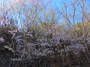 DSCN9907