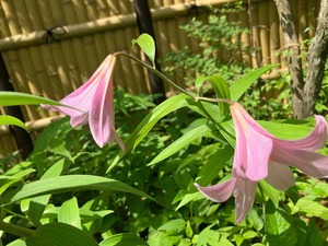 IMG_9535