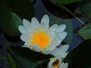 DSCN0116