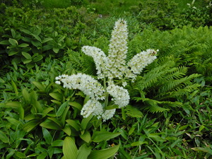 DSCN0130