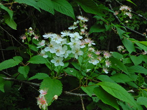 DSCN0018