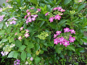 DSCN0030