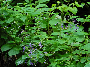 DSCN0217