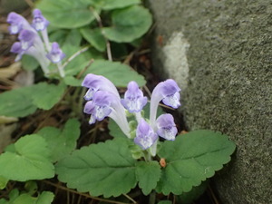 P6060006