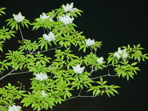 DSCN9961