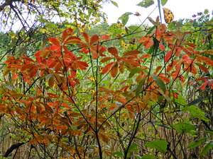 DSCN0106