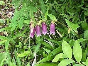 IMG_3717