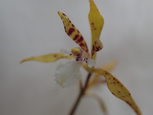 P6090115