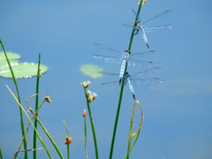 DSCN0901