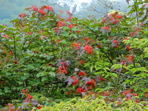 DSCN9478