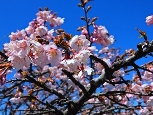 DSCN0178