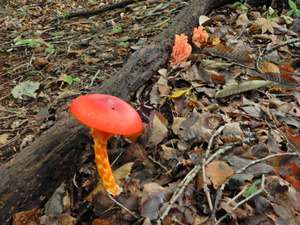 DSCN0907