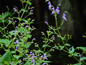 DSCN0216