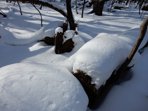DSCN0277