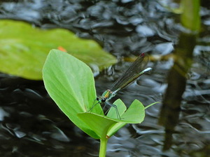 DSCN0124