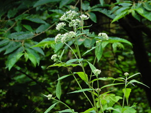 DSCN0282