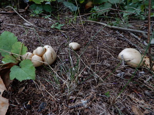 DSCN0698