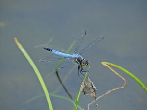 DSCN0438