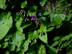 DSCN9571