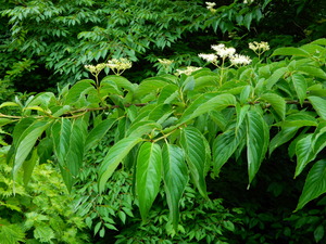DSCN0187