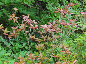 DSCN0266