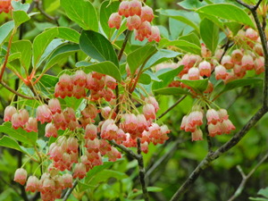 DSCN9621