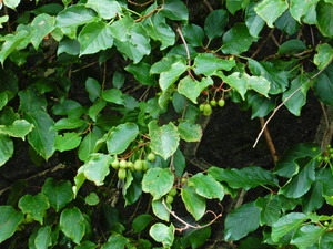 DSCN4016