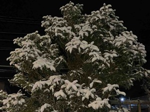 IMG_1376