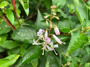 IMG_1137