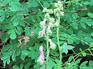 IMG_2506