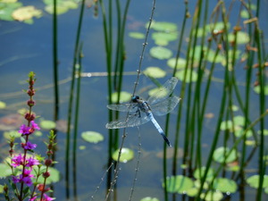 DSCN0906