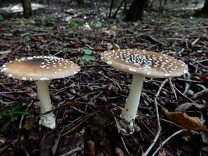 DSCN0922