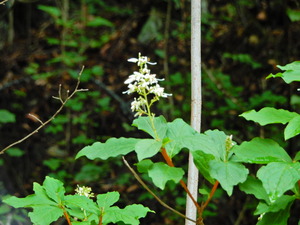 DSCN0369