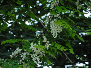 DSCN9505