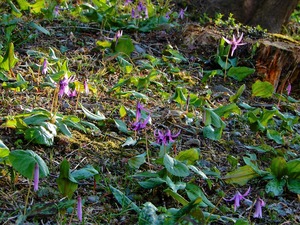 DSCN1654