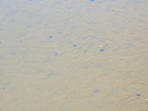 DSCN9331