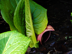 DSCN0066