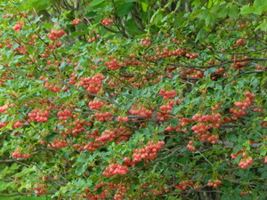 DSCN9606