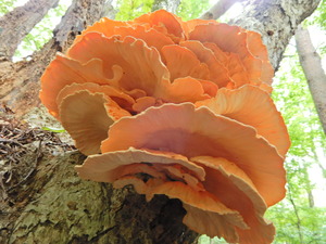 DSCN0104
